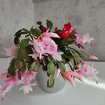 Ferienwohnung, Urlaub Im Frankenwald Apartmán *